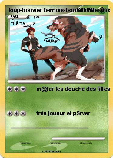 Pokemon loup-bouvier bernois-border collie mix