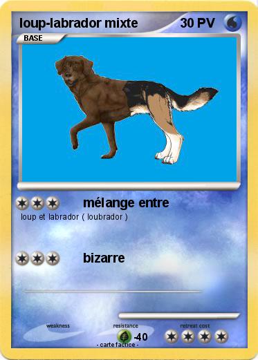 Pokemon loup-labrador mixte
