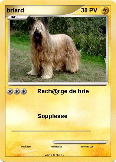 Pokemon briard