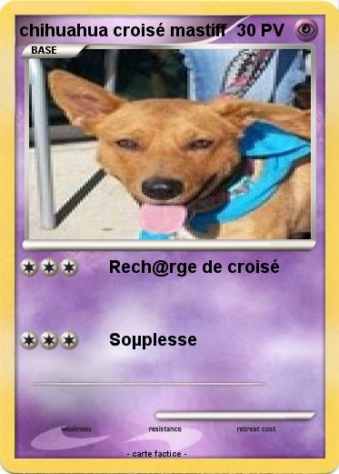 Pokemon chihuahua croisé mastiff
