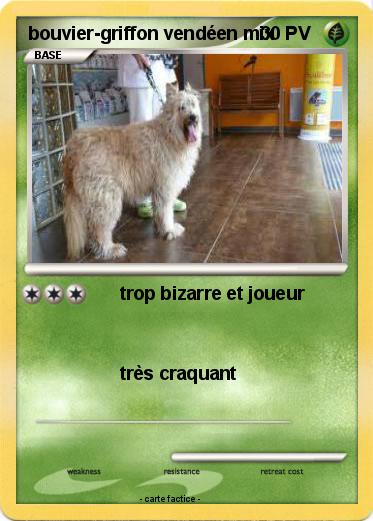 Pokemon bouvier-griffon vendéen mix