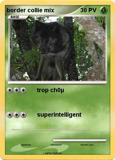 Pokemon border collie mix