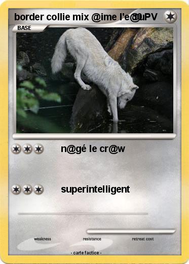 Pokemon border collie mix @ime l'e@u