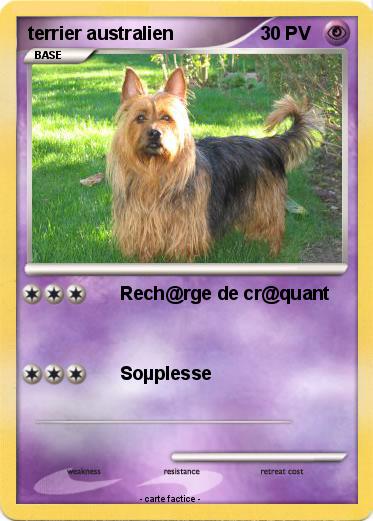 Pokemon terrier australien