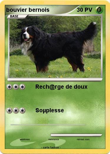 Pokemon bouvier bernois