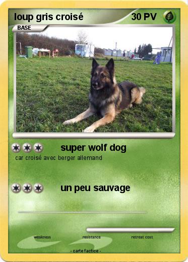 Pokemon loup gris croisé