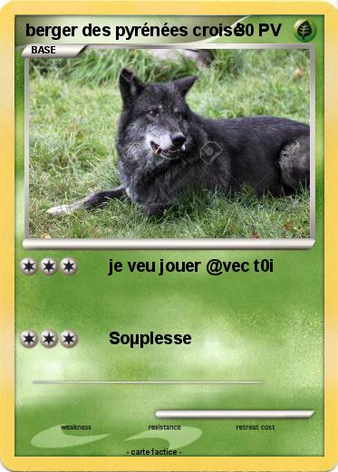 Pokemon berger des pyrénées croisé