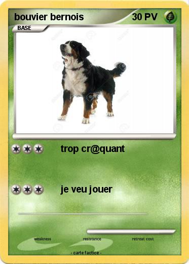 Pokemon bouvier bernois