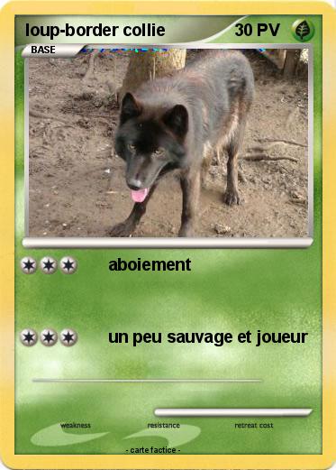 Pokemon loup-border collie
