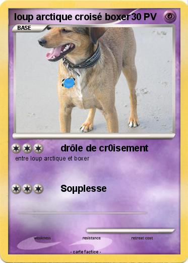 Pokemon loup arctique croisé boxer