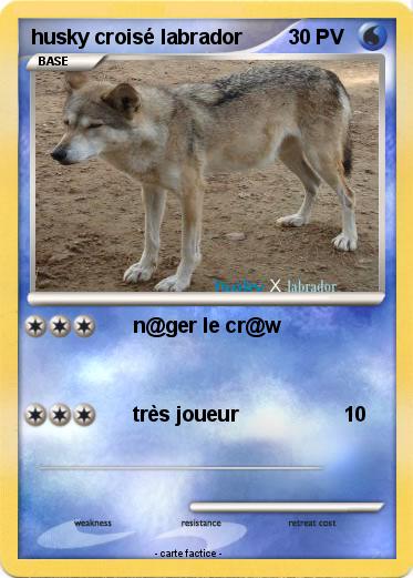 Pokemon husky croisé labrador