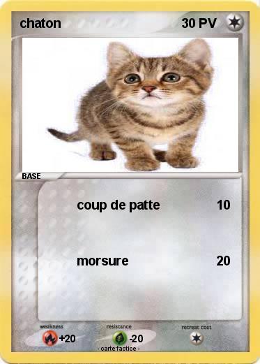 Pokemon chaton