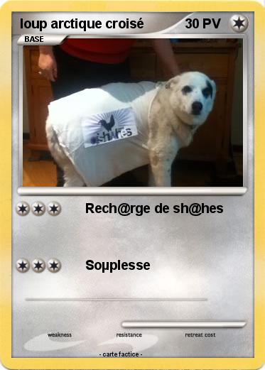 Pokemon loup arctique croisé