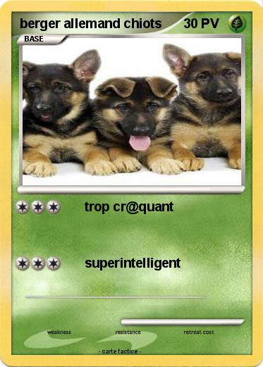 Pokemon berger allemand chiots