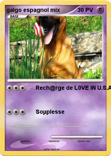 Pokemon galgo espagnol mix
