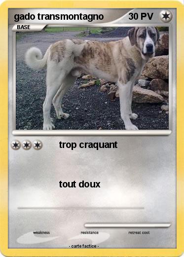 Pokemon gado transmontagno