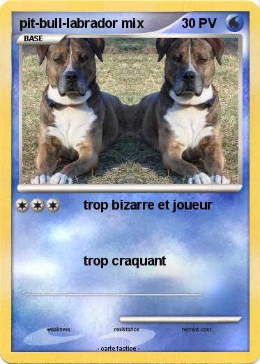 Pokemon pit-bull-labrador mix