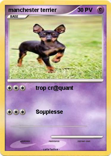 Pokemon manchester terrier