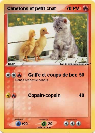 Pokemon Canetons et petit chat