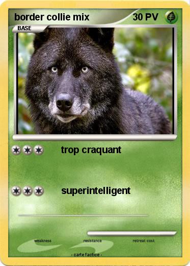 Pokemon border collie mix