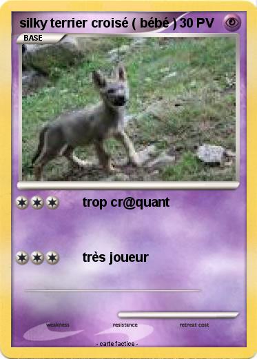 Pokemon silky terrier croisé ( bébé )