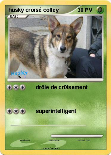 Pokemon husky croisé colley