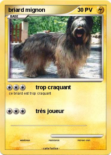 Pokemon briard mignon