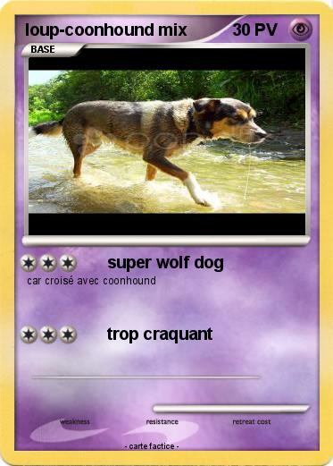 Pokemon loup-coonhound mix