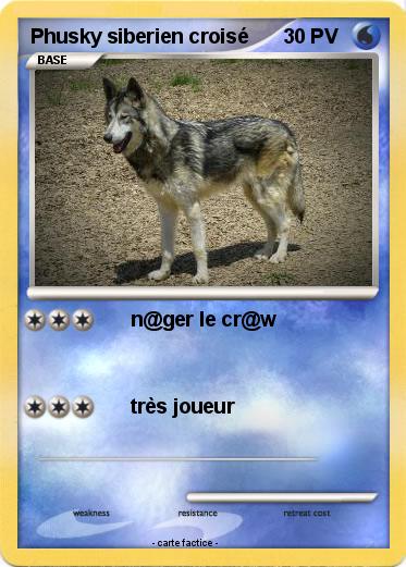 Pokemon Phusky siberien croisé