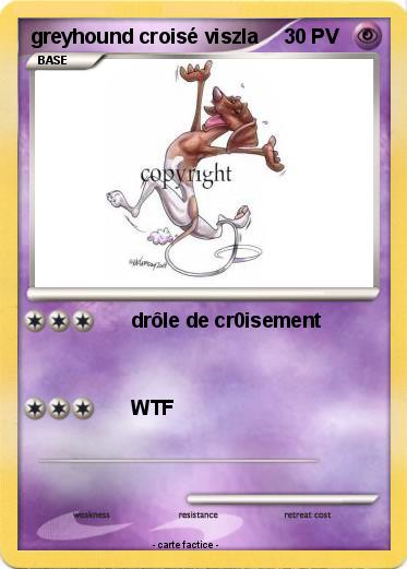Pokemon greyhound croisé viszla