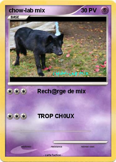 Pokemon chow-lab mix