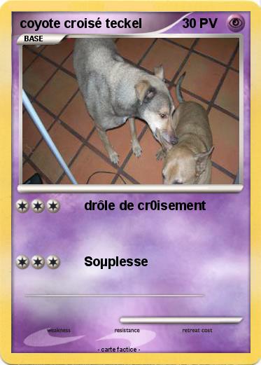 Pokemon coyote croisé teckel
