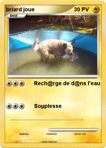 Pokemon briard joue