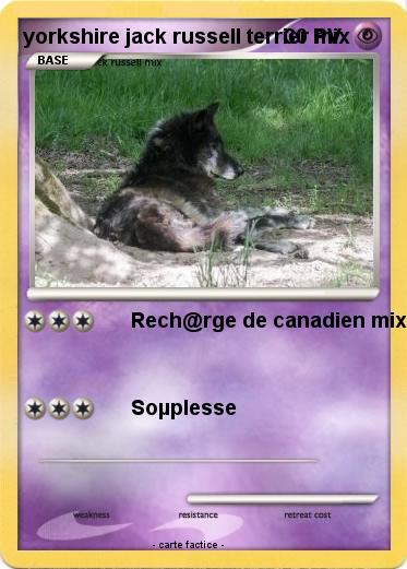 Pokemon yorkshire jack russell terrier mix