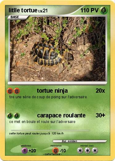 Pokemon litlle tortue