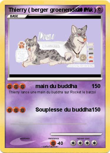 Pokemon Thierry ( berger groenendael mix )