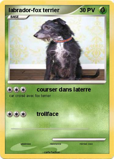 Pokemon labrador-fox terrier