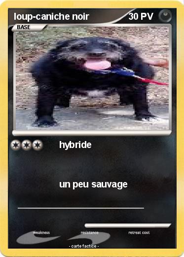 Pokemon loup-caniche noir
