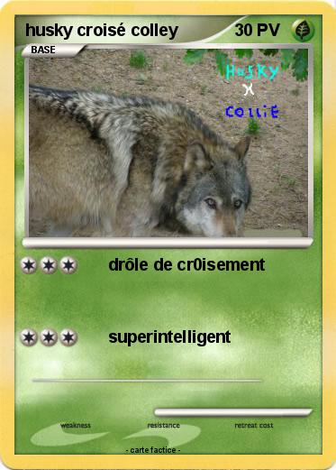 Pokemon husky croisé colley
