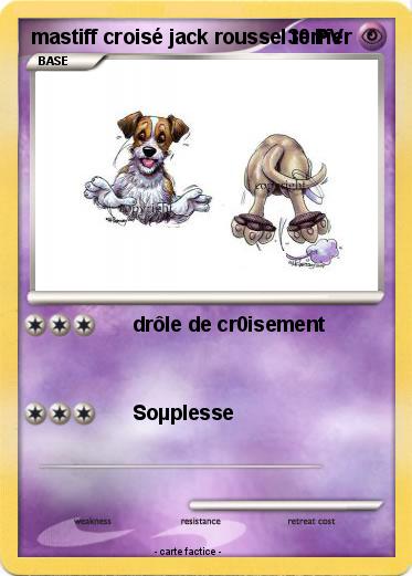 Pokemon mastiff croisé jack roussel terrier