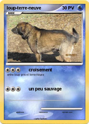 Pokemon loup-terre-neuve
