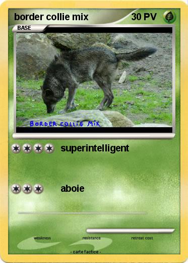 Pokemon border collie mix