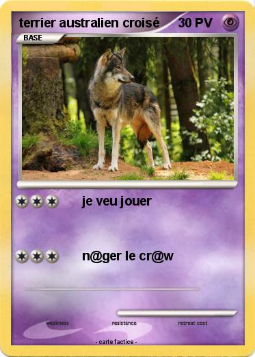 Pokemon terrier australien croisé