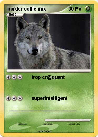 Pokemon border collie mix