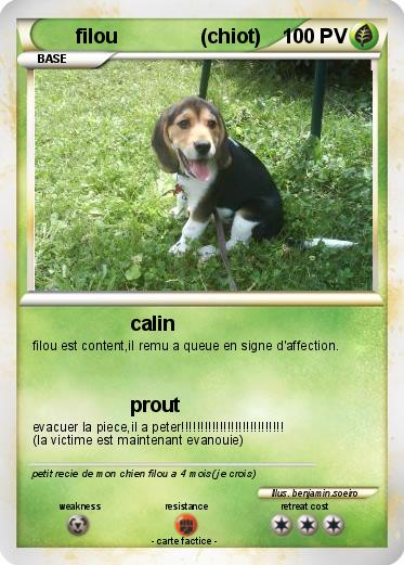 Pokemon filou               (chiot)