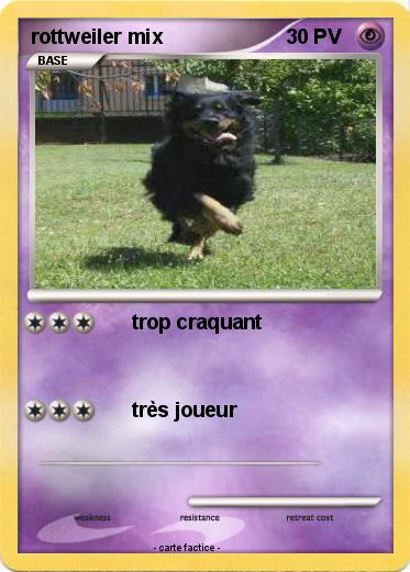 Pokemon rottweiler mix