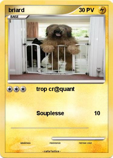 Pokemon briard