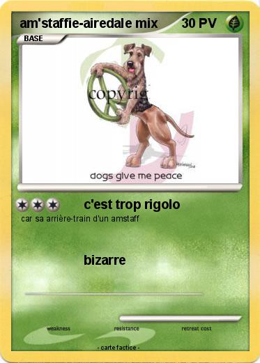 Pokemon am'staffie-airedale mix