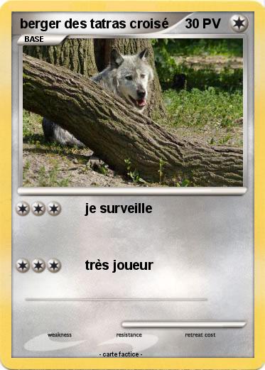 Pokemon berger des tatras croisé