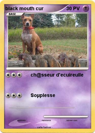 Pokemon black mouth cur
